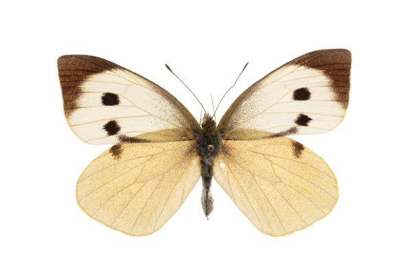 Бабочка капустница