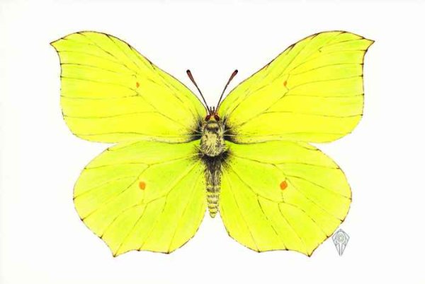 Лимонница желтая бабочка