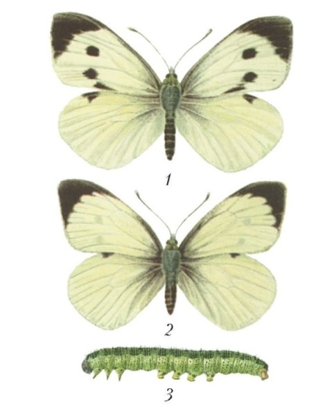 Бабочка Белянка капустница