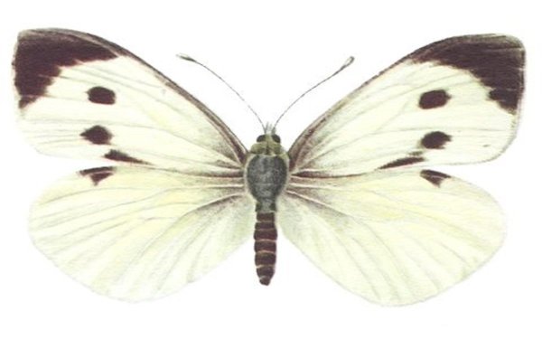 Репная Белянка рисунок