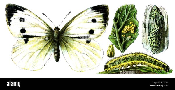 Капустная Белянка рисунок