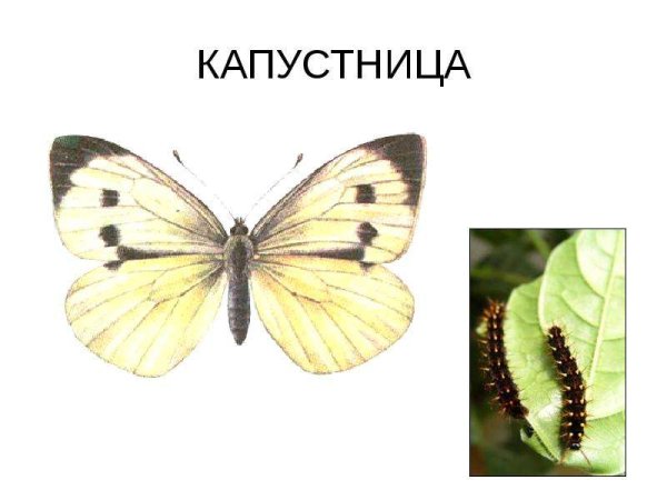 Бабочка капустница для детей