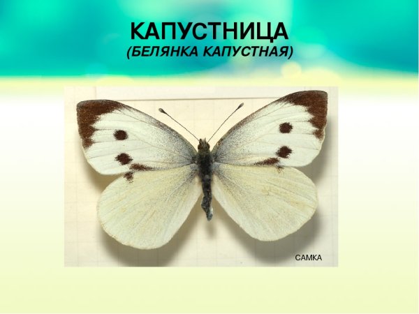 Капустница бабочка самка