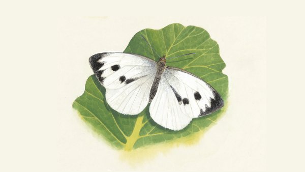 Бабочка капустница желтая