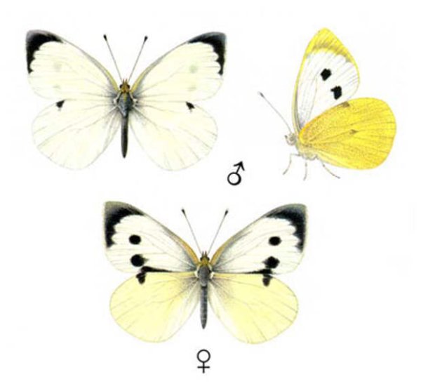Бабочка капустница самка и самец