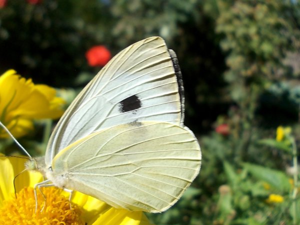 Бабочки капустница и лимонница