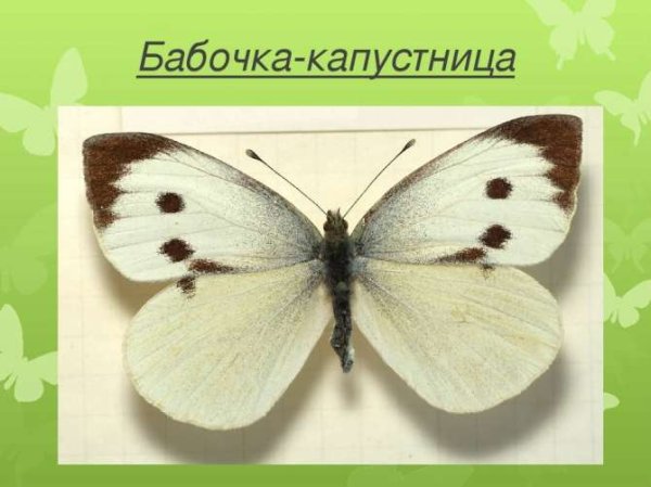 Капустная Белянка отряд