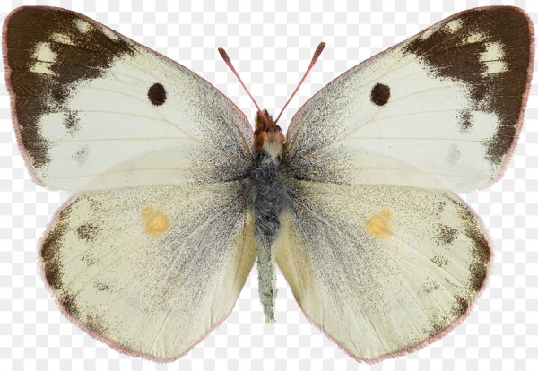 Капустница вектор