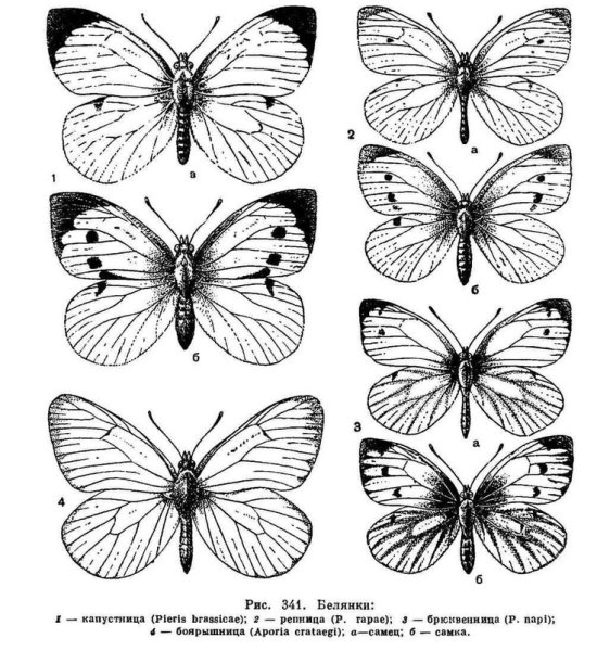 Отряд чешуекрылые белянки