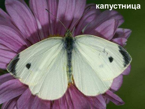 Бабочка капустница для детей