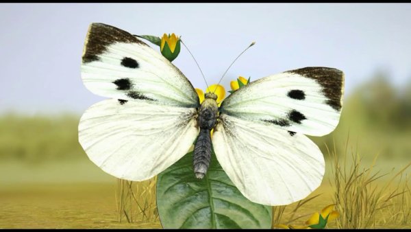 Бабочка капустница желтая