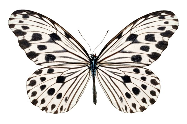 Бабочки картинки для печати черно белые