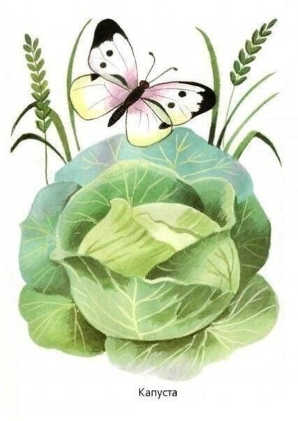 Бабочка капустница на капусте