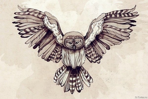 Сова с расправленными крыльями
