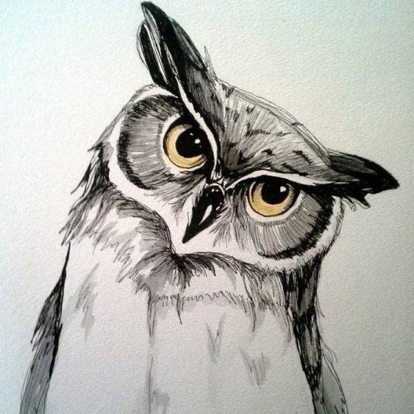 Сова для срисовки