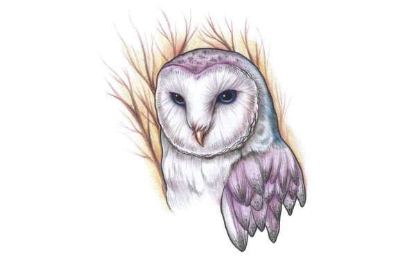 Сова сипуха