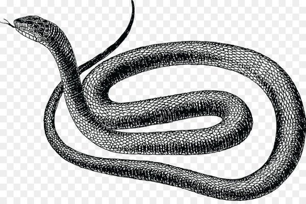 Рисунок змеи
