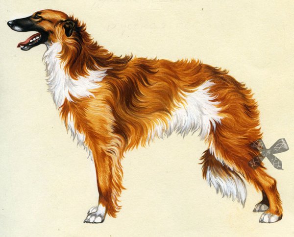 Русская псовая борзая адопты