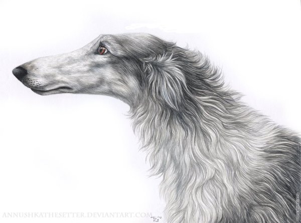 Русская псовая борзая рисунок