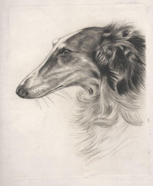 Русская псовая борзая рисунок