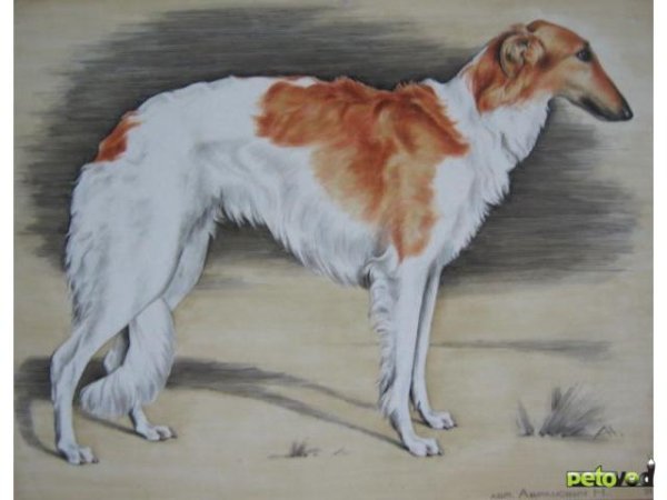 Борзая рисунок
