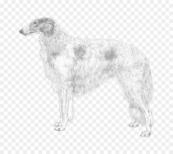 Русская псовая гончая