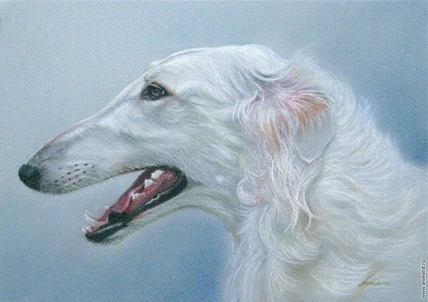 Русская псовая борзая портрет