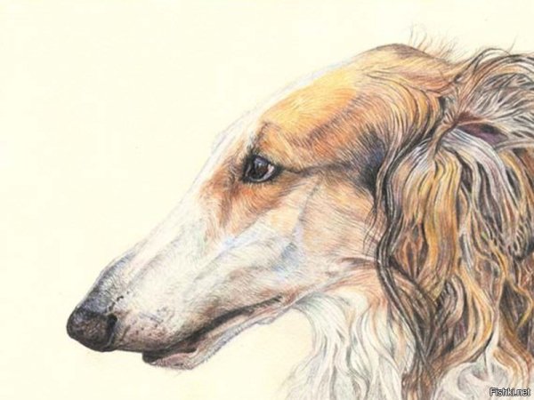 Русская псовая борзая разноцветная