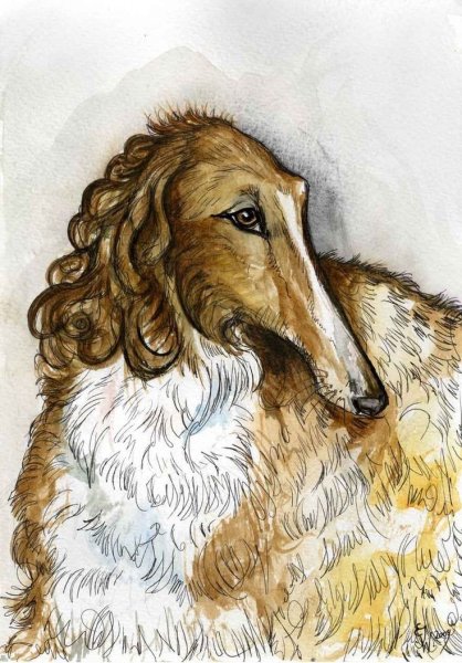 Рисунок русской псовой борзой