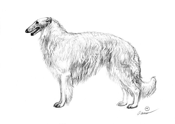 Русская псовая борзая стандарт породы