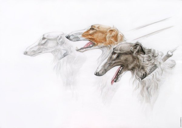 Русская псовая борзая вектор