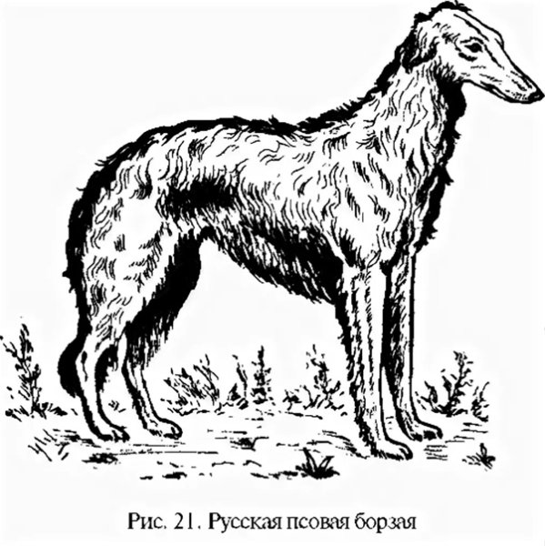 Сабанеев псовая борзая