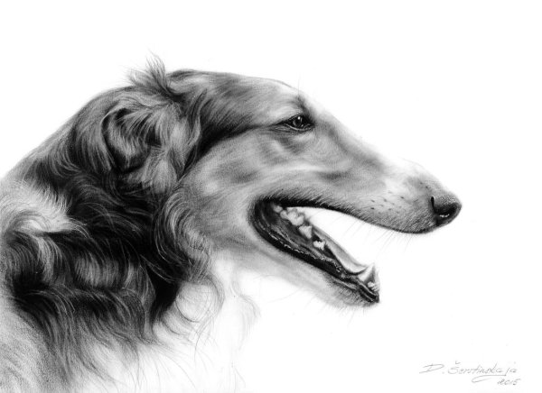 Борзая карандашом