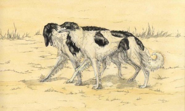 Русская борзая гравюра