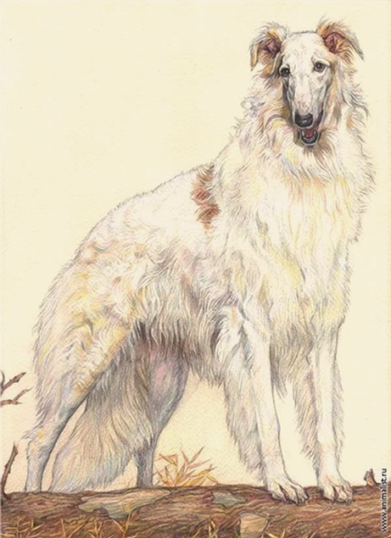 Русская псовая борзая арт