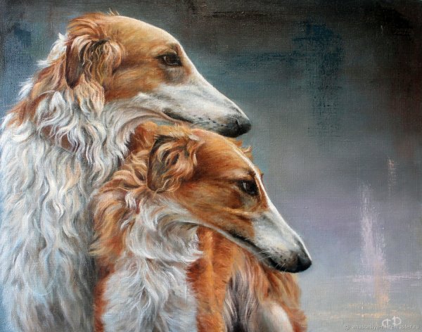 Русская псовая борзая портрет