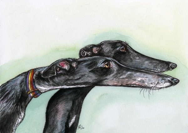 Грейхаунд референс