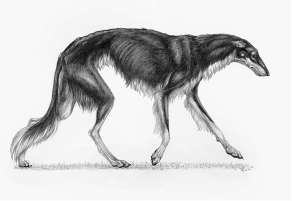 Русская борзая щенок рисование