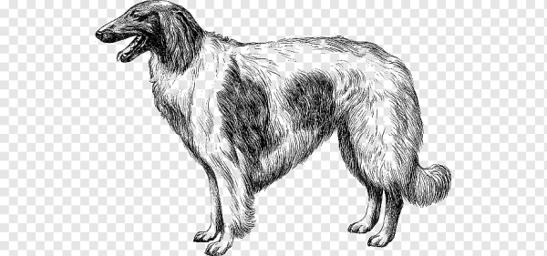 Рисунки русских псовых борзых