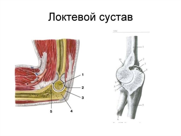 Локтевой сустав топографическая анатомия