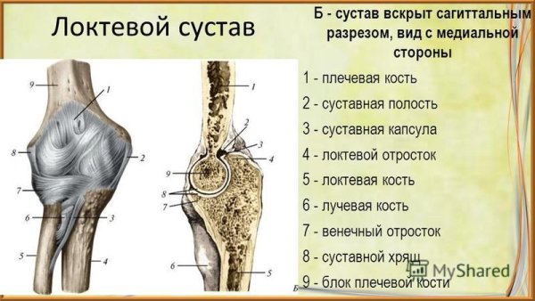 Коллатеральная связка локтевого сустава