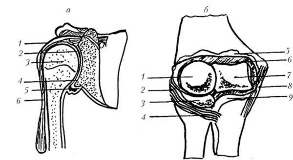 Локтевой сустав рисунок