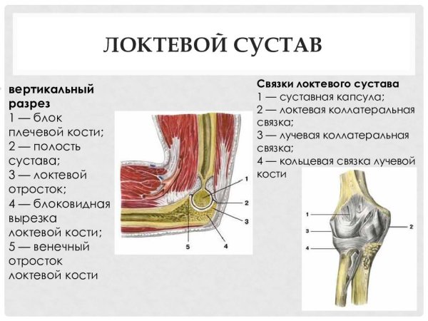 Строение локтевого сустава человека анатомия