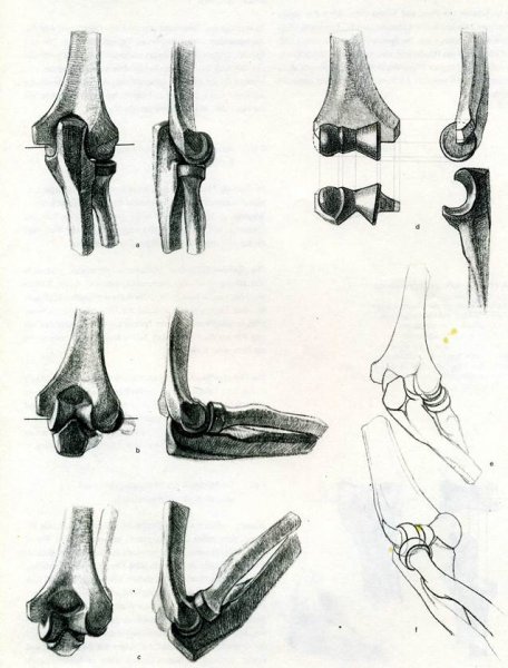 Локтевой сустав Баммес