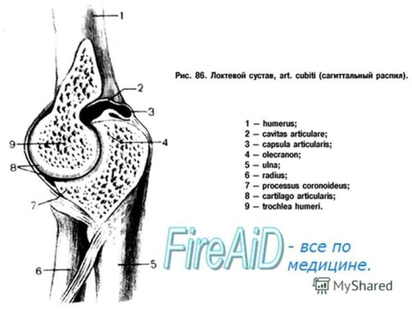 Капсула локтевого сустава топографическая анатомия