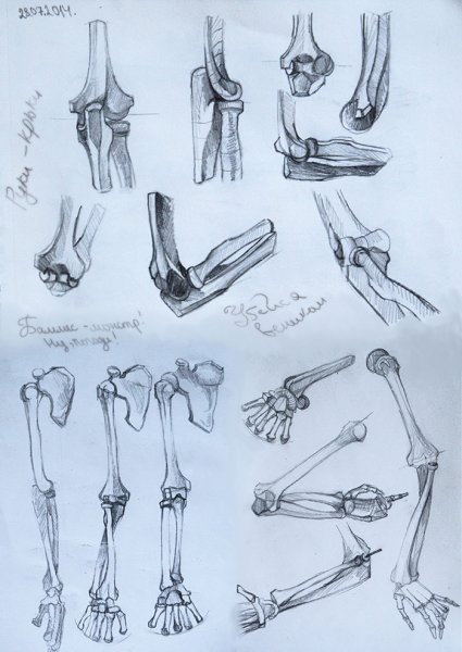 Баммес кости рук