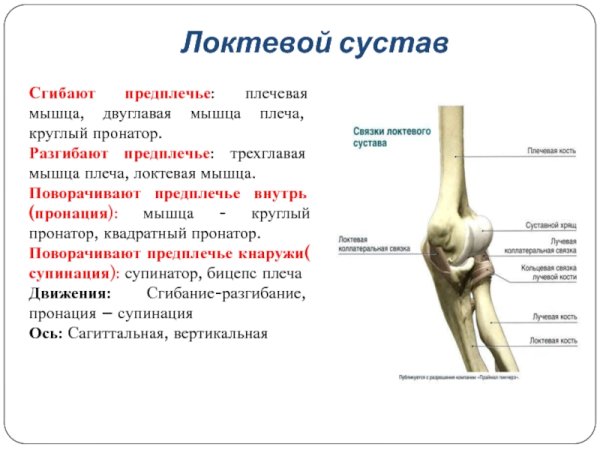 Пронация локтевого сустава мышцы