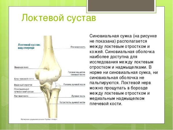 Локтевой сустав анатомия строение