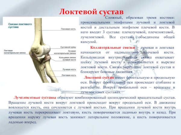 Локтевой и плечелоктевой сустав