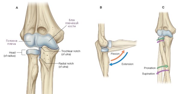 Локтевой сустав анатомия строение